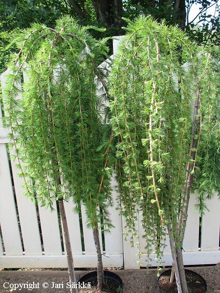 Larix decidua 'Puli', euroopanriippalehtikuusi
